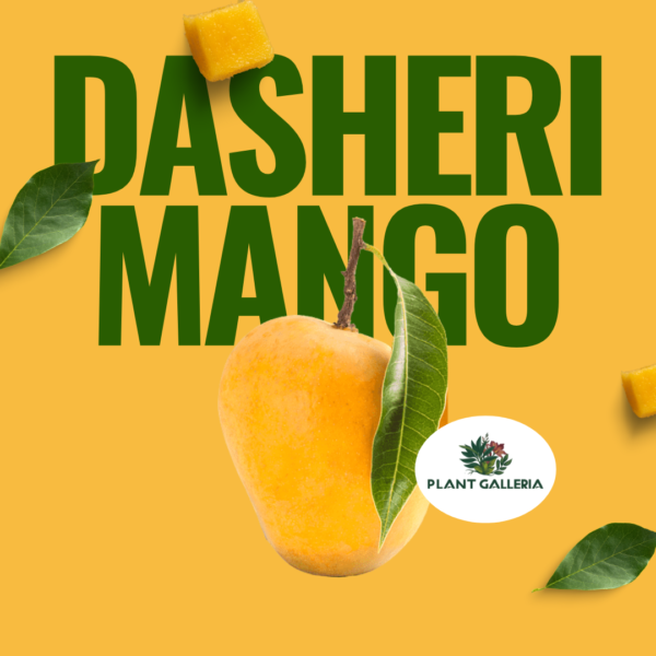 Yellow Simple Fresh Mango Promotion Instagram Post (1)
