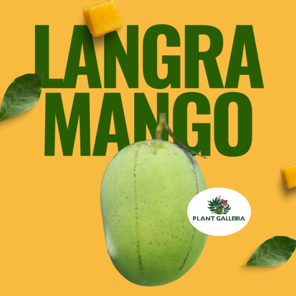Yellow Simple Fresh Mango Promotion Instagram Post (2)