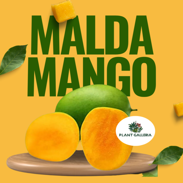 Yellow Simple Fresh Mango Promotion Instagram Post (5)