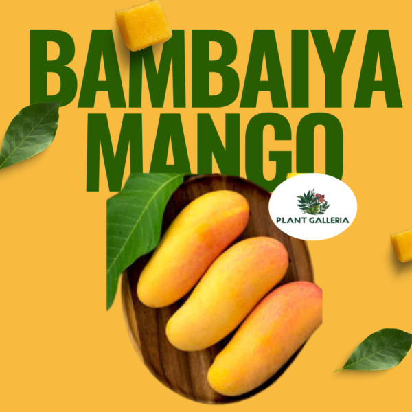 Yellow Simple Fresh Mango Promotion Instagram Post (6)
