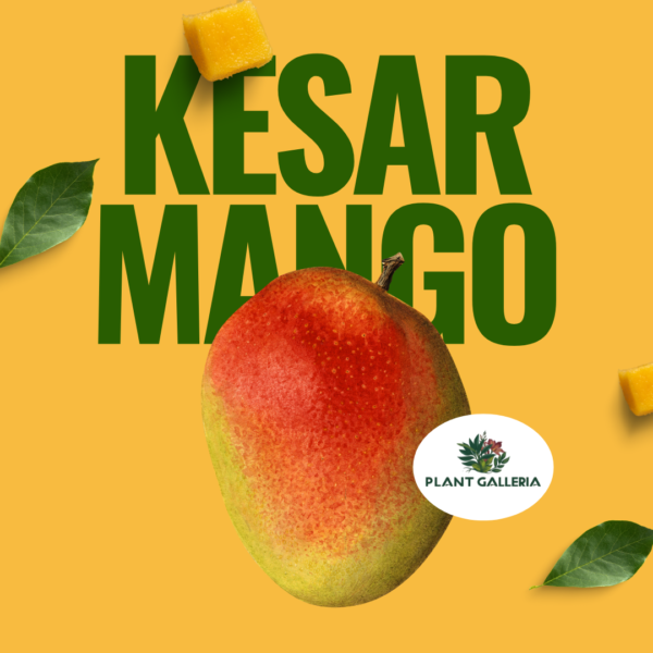 Yellow Simple Fresh Mango Promotion Instagram Post